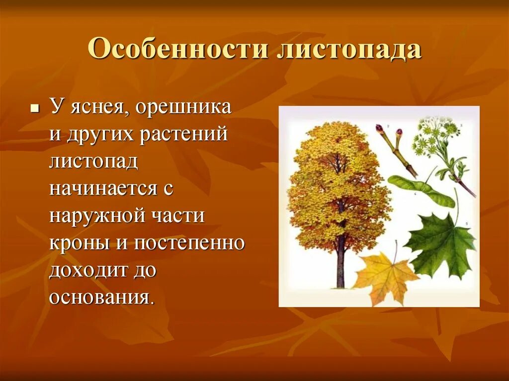 Презентация на тему листопад. Листопад у растений. Листопад (биология). Листопад и его роль в жизни растений.