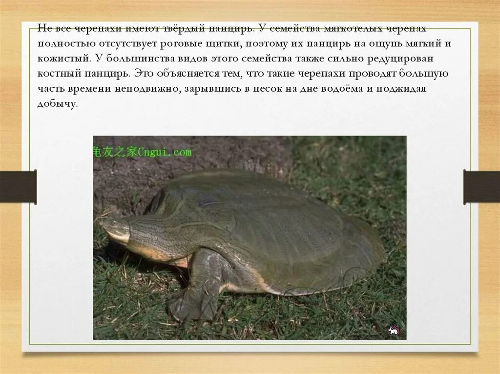 Внешнее строение отряда черепахи. Внешнее строение отряда черепахи