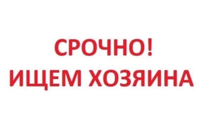 Хозяин найдись. Нижняя ищет хозяина. Ищем новых хозяев для собаки. Срочно нужен хозяин. Нужен дом собаке.