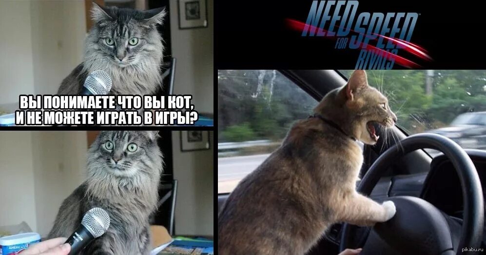 У меня живет культурный кот speed up. Need for Speed приколы. Приколы про нфс. NFS мемы. Need for Speed мемы.