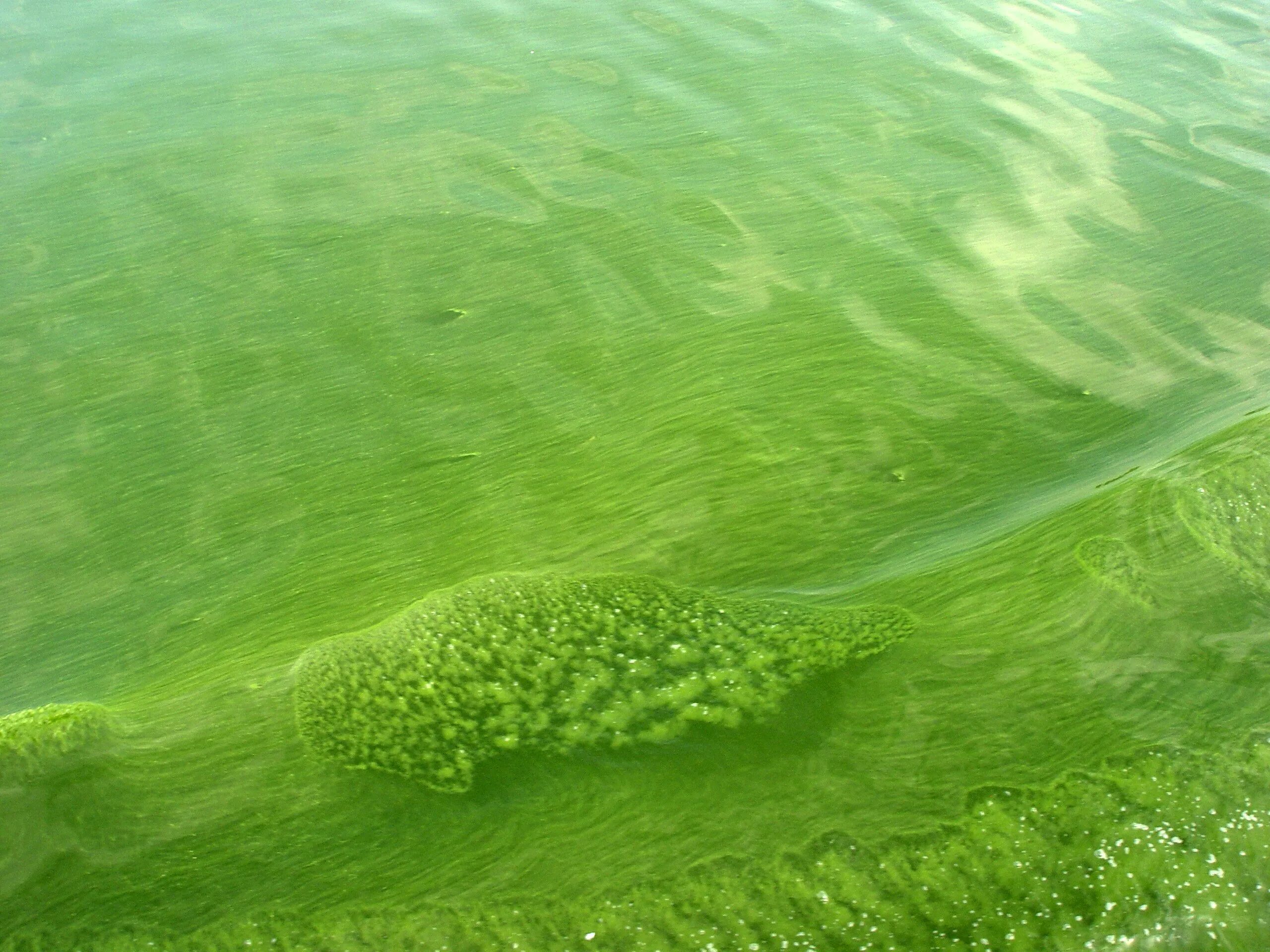 Цианобактерии сине-зеленые водоросли. Микроцистис водоросль. Хлорелла цианобактерии. Синезеленые цианобактерии.