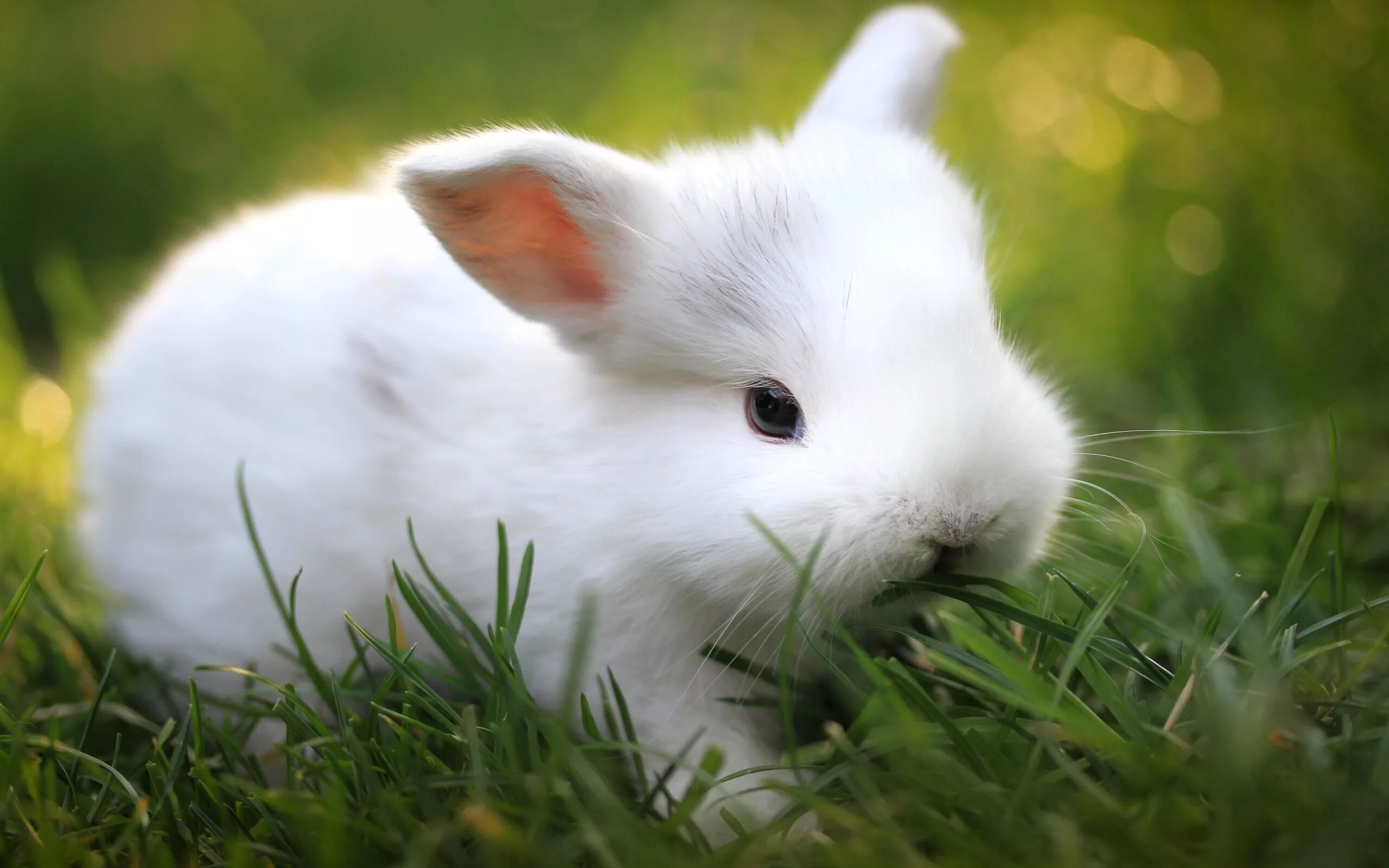 Animals rabbit. Гермелин кролик. Картинки на рабочий стол кролики. Милый кролик. Белый кролик.