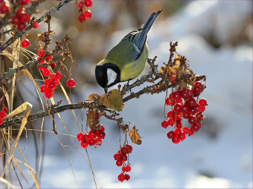 Птицы зимой песни. Зимние птицы. Поздняя осень птицы. Ноябрь птицы. Птицы поздней осенью.