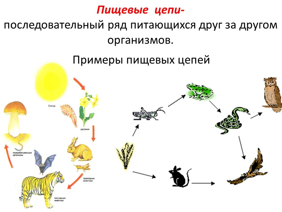 3 цепи питания пищевой цепи. Цепочка питания. Пищевая цепь. Схема пищевой цепи. Пищевая цепочка питания.