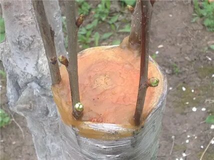 Черенки персика