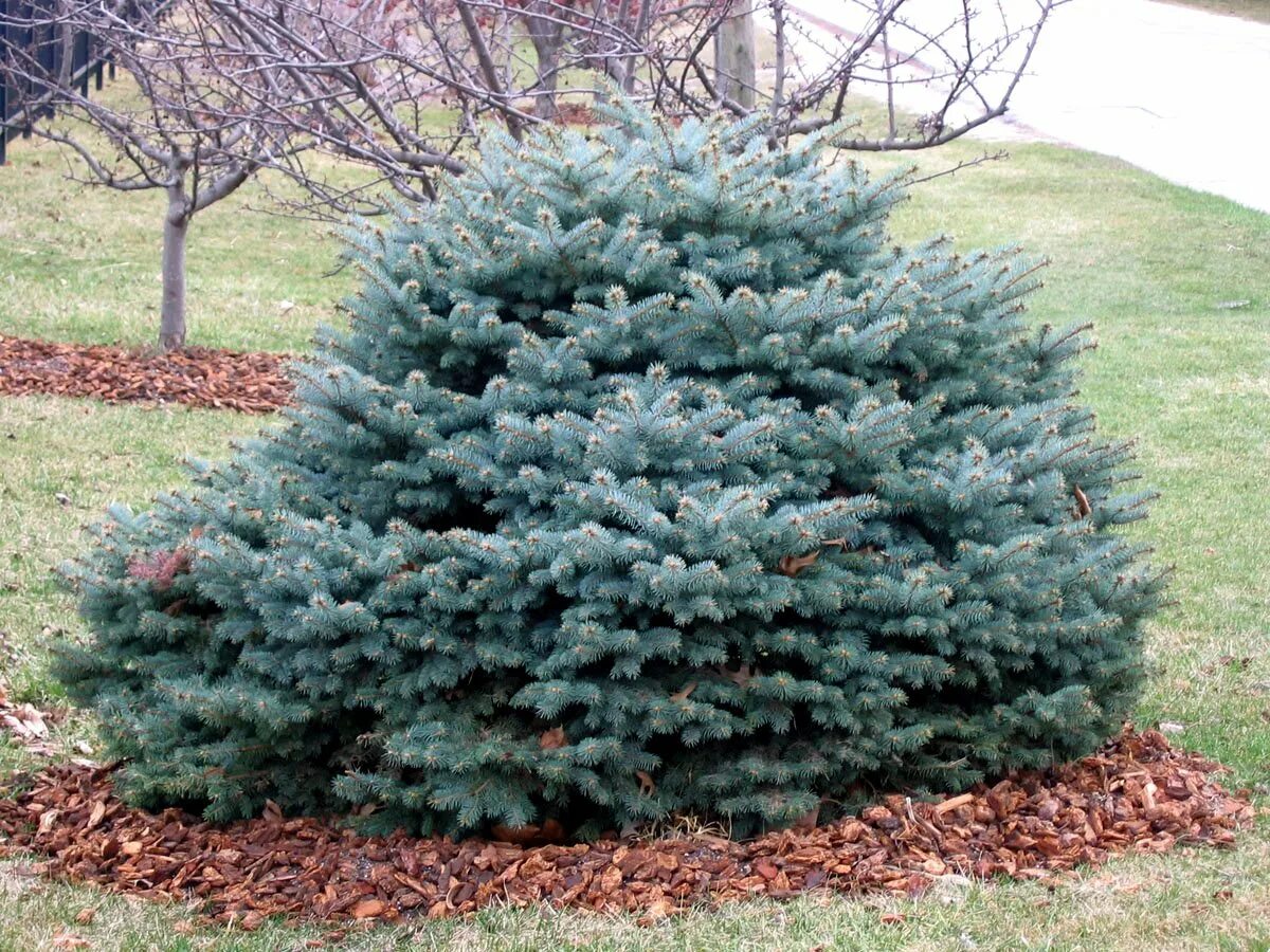 Ель колючая glauca. Ель колючая glauca globosa. Ель колючая (Picea pungens glauca globosa). Picea pungens glauca globosa ель колючая Глаука Глобоза. Ель колючая (Picea pungens) «Глаука Глобоза».