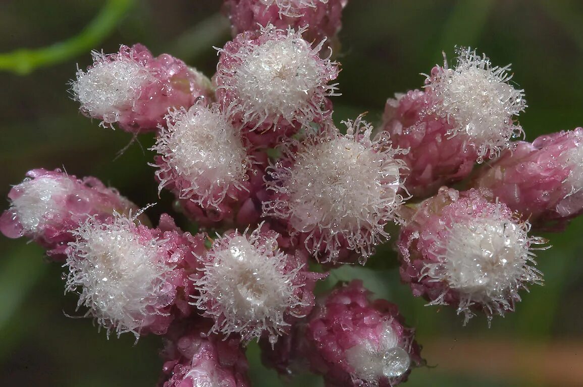 Антеннария двудомная кошачья лапка. Как выглядит кошачья лапка. Кошачья лапка двудомная antennaria dioica. Как выглядит кошачья лапка. Антеннария двудомная кошачья лапка.