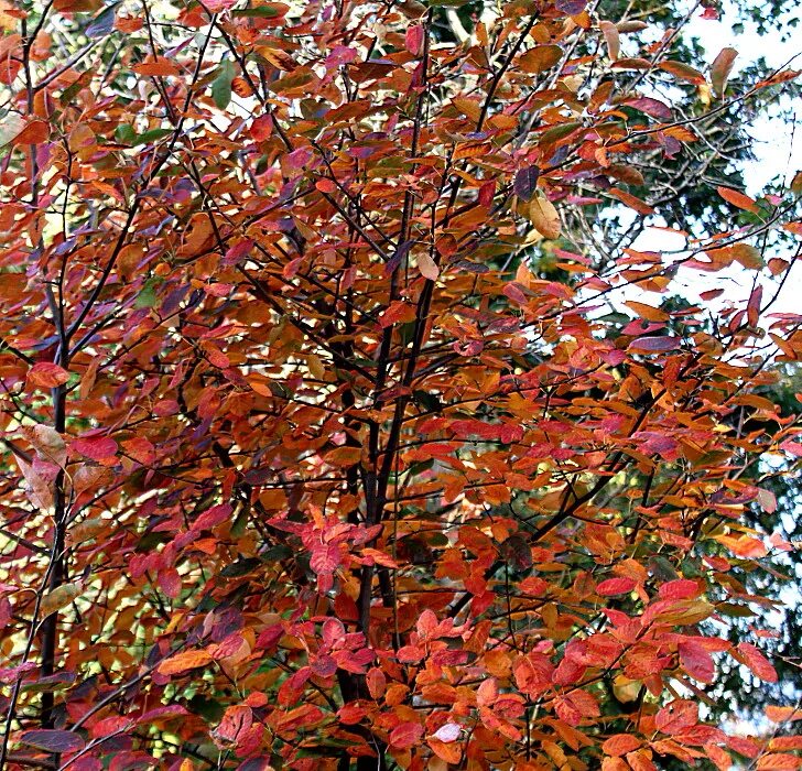 ирга тонкокожая. лист тополя. пирус и ирга. юрга листья. ирга канадская листва.