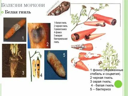 Почему чернеет морковь
