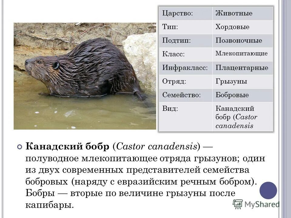 Бобры полуводные млекопитающие. Канадский Бобр (Castor canadensis). Канадский и Европейский Бобр. Бобровые полуводные млекопитающие. Отряд млекопитающих Бобр.