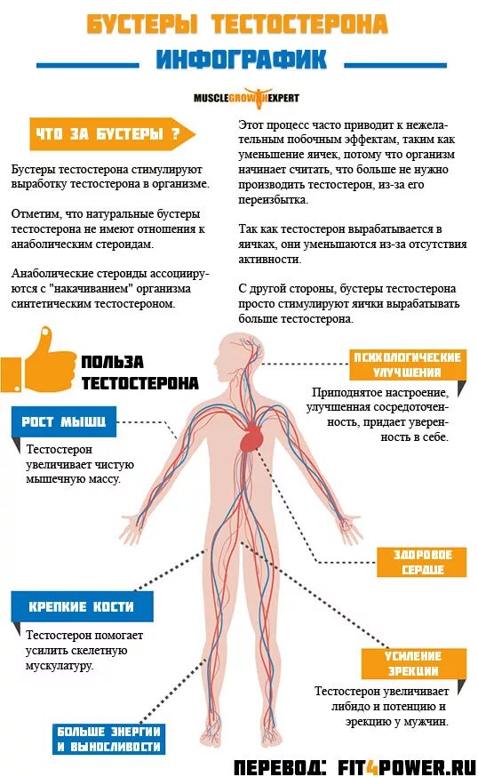 Выработка тестостерона. Как вырабатывается тестостерон. Способы увеличения тестостерона. Орган вырабатывающий тестостерон у мужчин. Симптомы пониженного тестостерона у мужчин