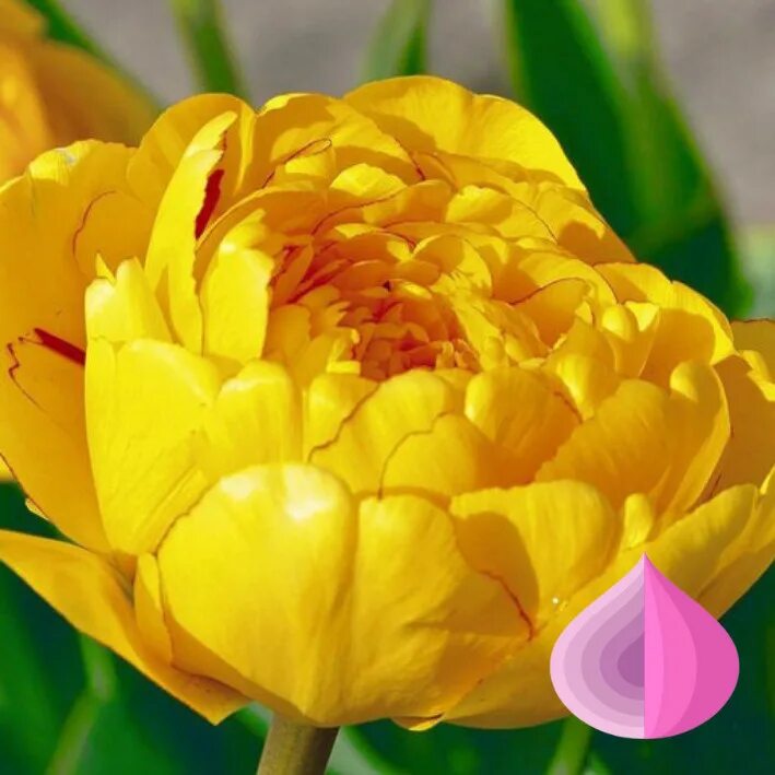 Тюльпан махровый йеллоу помпонет. Тюльпан желтый махровый. Тюльпан желтый махровый. Тюльпан йеллоу помпонет. Тюльпан йеллоу помпонетт.