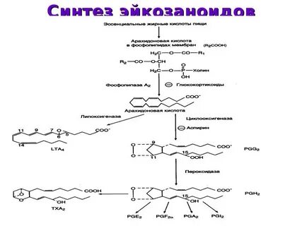 Простагландины и лейкотриены