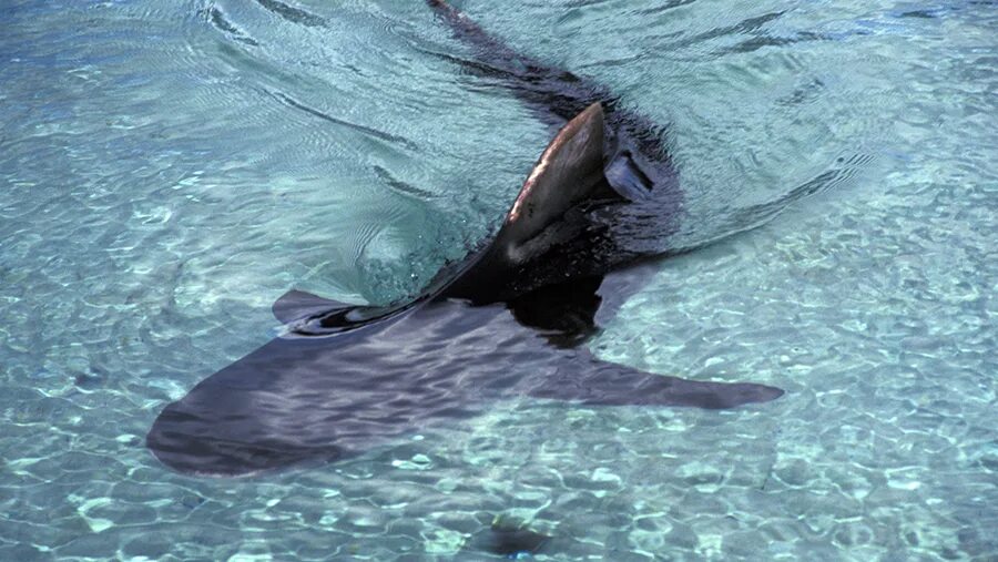 акула хургада 2023. акула хургада 2023. тигровая акула хургада. акула хургада 2023. нападение акулы в египте в хургаде 2023.