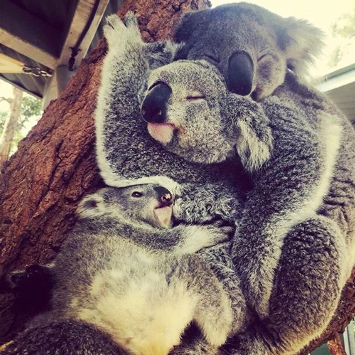 Животные обнимают. Животные обнимаются. Объятия коалы. Коалы обнимаются. Объятия животных.