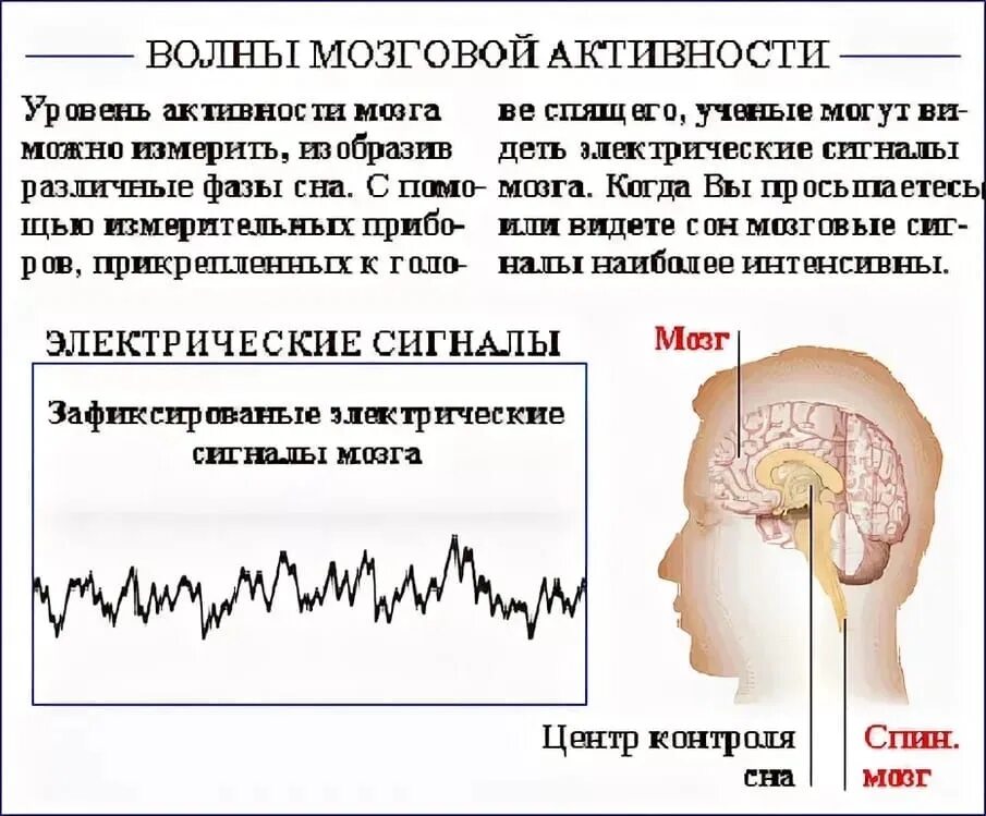 Уровень активности мозга