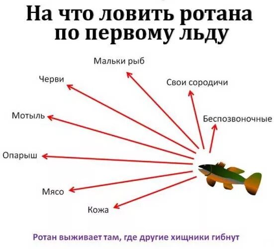 На что ловить ротана