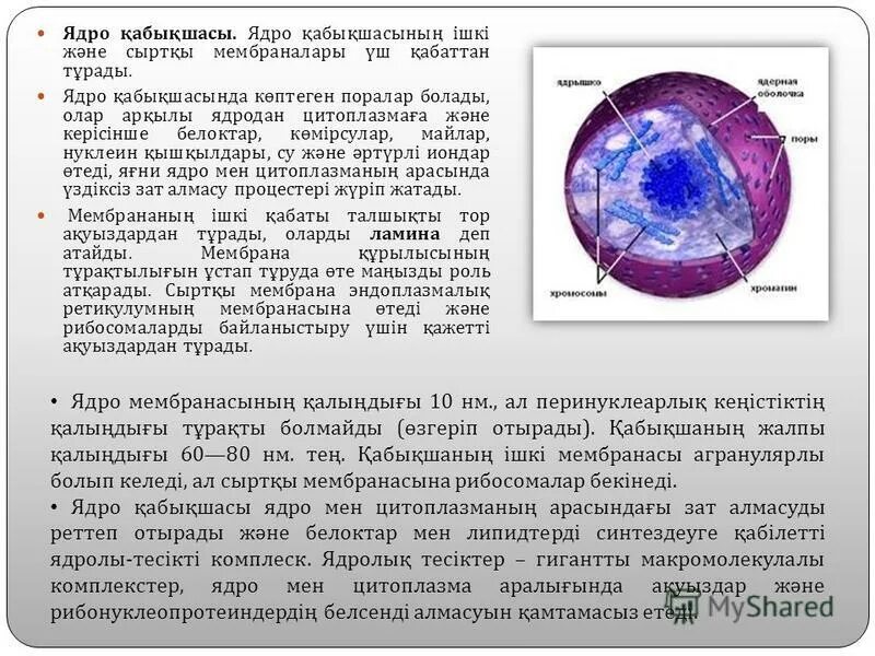 Как выбрать ядро. Ядро ядерная мембрана кариоплазма ядрышки. Строение солнца ядро лучистая зона конвективная зона. Строение оболочки ядра клетки. Ядерная оболочка ядерный сок ядрышко таблица.