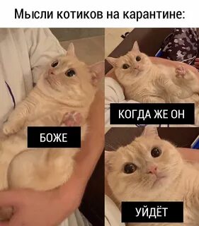 Мене котик