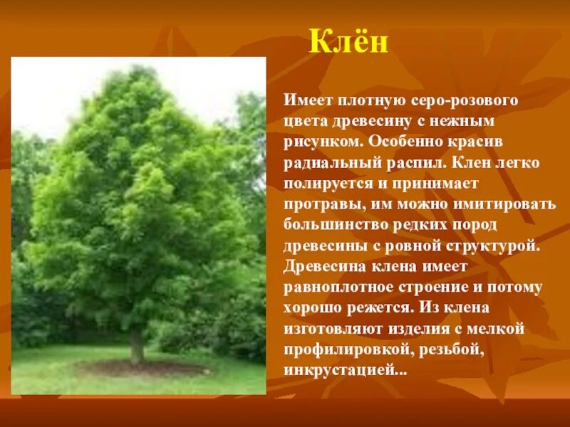 Описание дерева красиво. Клён описание дерева. Клен презентация. Рассказ о клене. Сообщение о дереве клен.