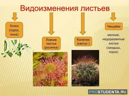 Видоизмененные листьев