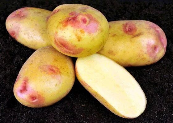 картофель картошка Галактика! супер урожайный отличный вкус на семена - купить в