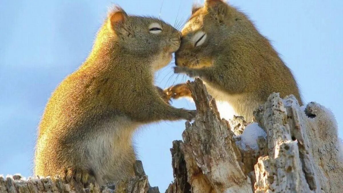 Animal couple. Животные любовь. Животные парочки. Объятия животных. Веселые животные.