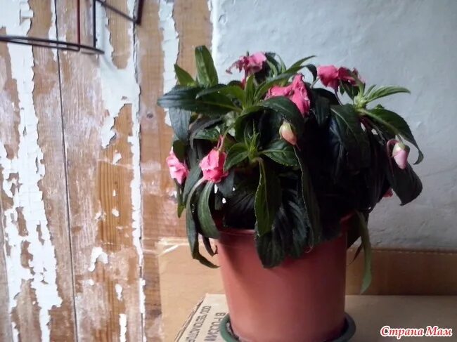 Бальзамин огонек ванька мокрый. Бальзамин огонек ванька мокрый. Паутинный клещ на бальзамине. Не раскрываются бутоны бальзамина. Не раскрываются бутоны бальзамина.