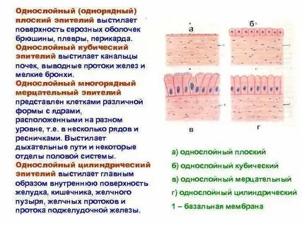 Особенности строения клеток железистого эпителия