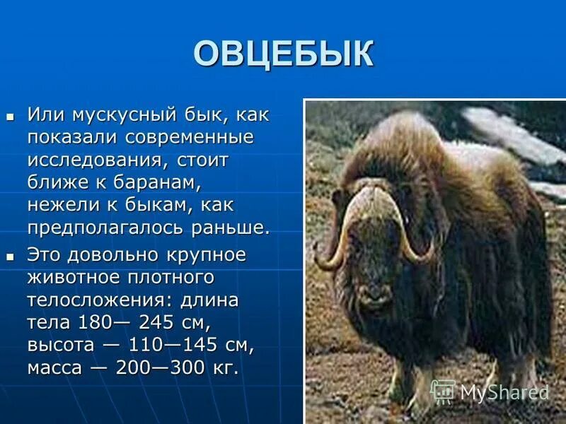 почему овцебык