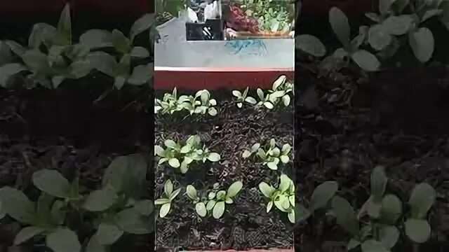 Пикировка флоксов однолетних. Рассада флоксов однолетних. всходы флокса однолетнего. рассада флокса однолетнего выращивание. всходы флокса друммонда из семян фото.