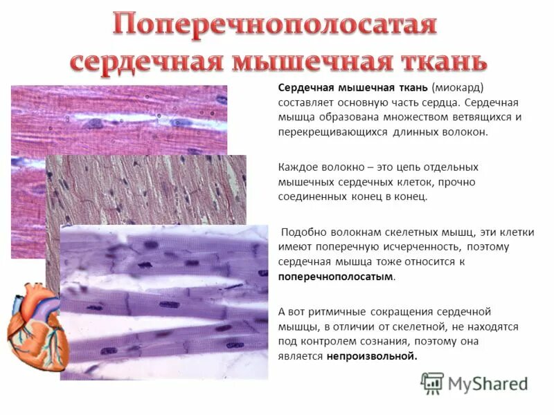 строение сердечной мышечной ткани