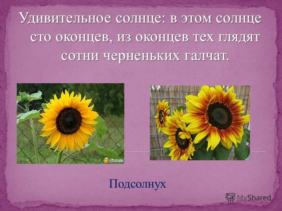 Подсолнух загадка. Загадка про подсолнух. загадка про подсолнечник. подсолнух для детей. стих про подсолнух.