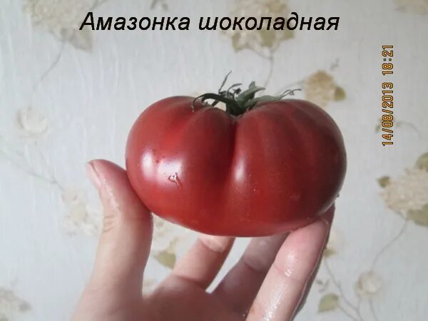 Томаты амазонка. Томат шоколадная амазонка. томат амазонка шоколадная характеристика и описание. томат амазонка шоколадная 0,1г седек. томат шоколадное чудо.