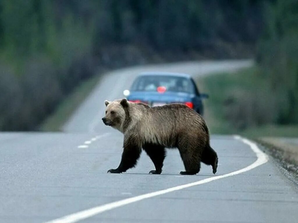 Медведь на дороге. Дикие животные на дороге. Дикие звери на дороге. Дикие животные на дорогах