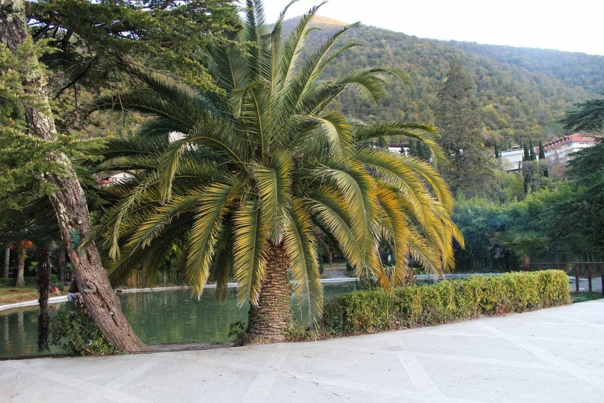 Достромечательности абхазия гагры. Набережная гагры абхазия 2022. Гагры абхазия. Набережная гагры абхазия 2022. Санаторий амра абхазия.