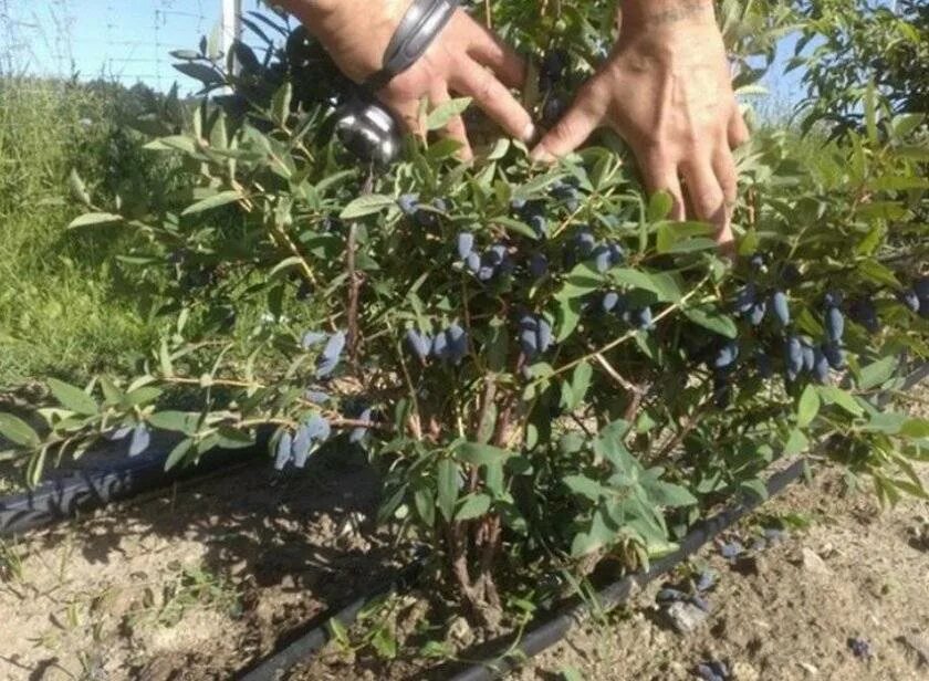 Куда посадить жимолость на садовом участке. Жимолость садовая куст. жимолость стрежевчанка куст. жимолость берель куст. жимолость каприфоль саженцы.