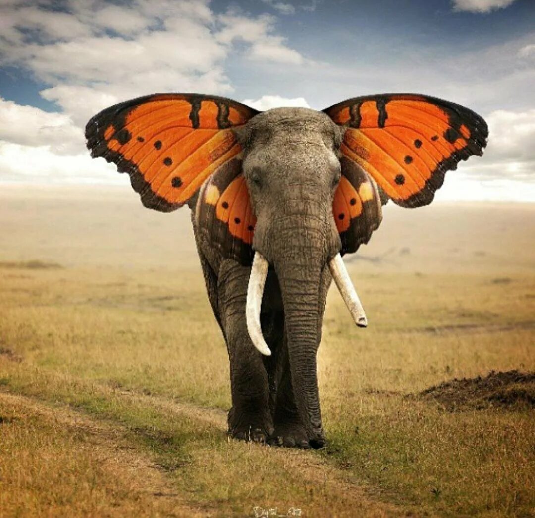 Слон. Слоны и бабочки. Слон бабочка. Слон с крыльями.