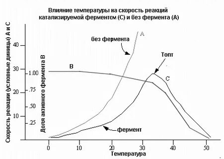 Механизм действия рн на активность действия ферментов