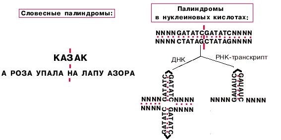 Палиндромы нуклеиновых кислот. Палиндромы днк. палиндром рнк. палиндромы биохимия. палиндром генетика.