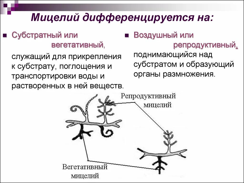 Вегетативный мицелий грибов