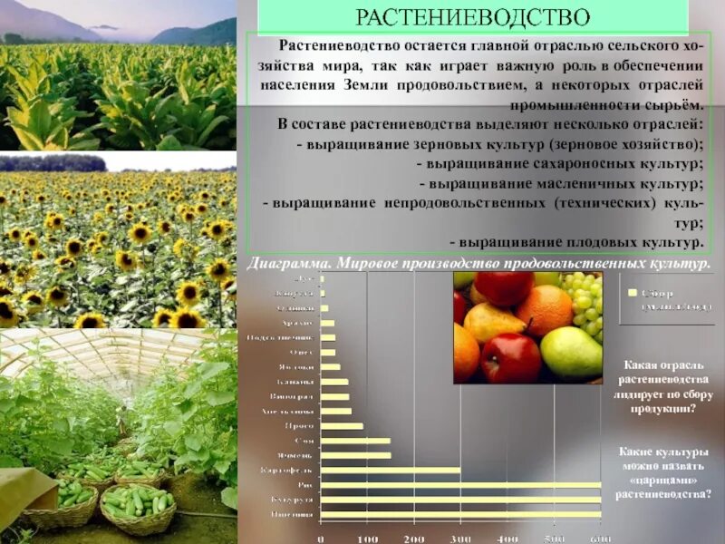 Отрасли растениеводства. Основные культуры растениеводства. Схема отрасли растениеводства. Основные направления растениеводства. Основные сельскохозяйственные производители