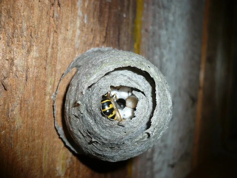 рой шершней. осиный разбор. однокоренные слова по составу. осиный разбор. осина разбор слова по звукам.