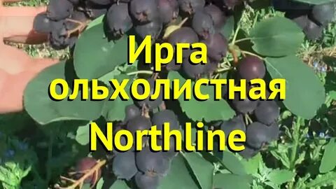Ирга тиссен описание сорта фото