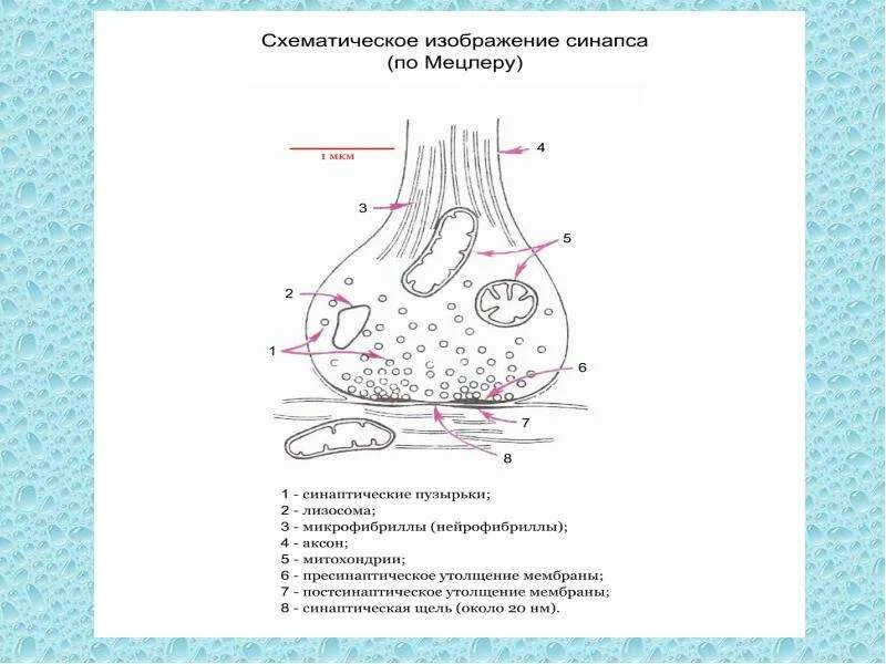 Синаптические пузырьки. Синапс пресинаптическая мембрана. Синаптическая щель строение. Строение электрического синапса рисунок. Схема строения синапса.