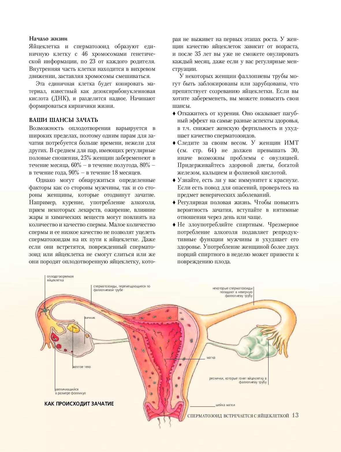 Как происходит зачатие человека. Зачатие. процесс оплодотворения яйцеклетки по дням. как происходиь зачатье.