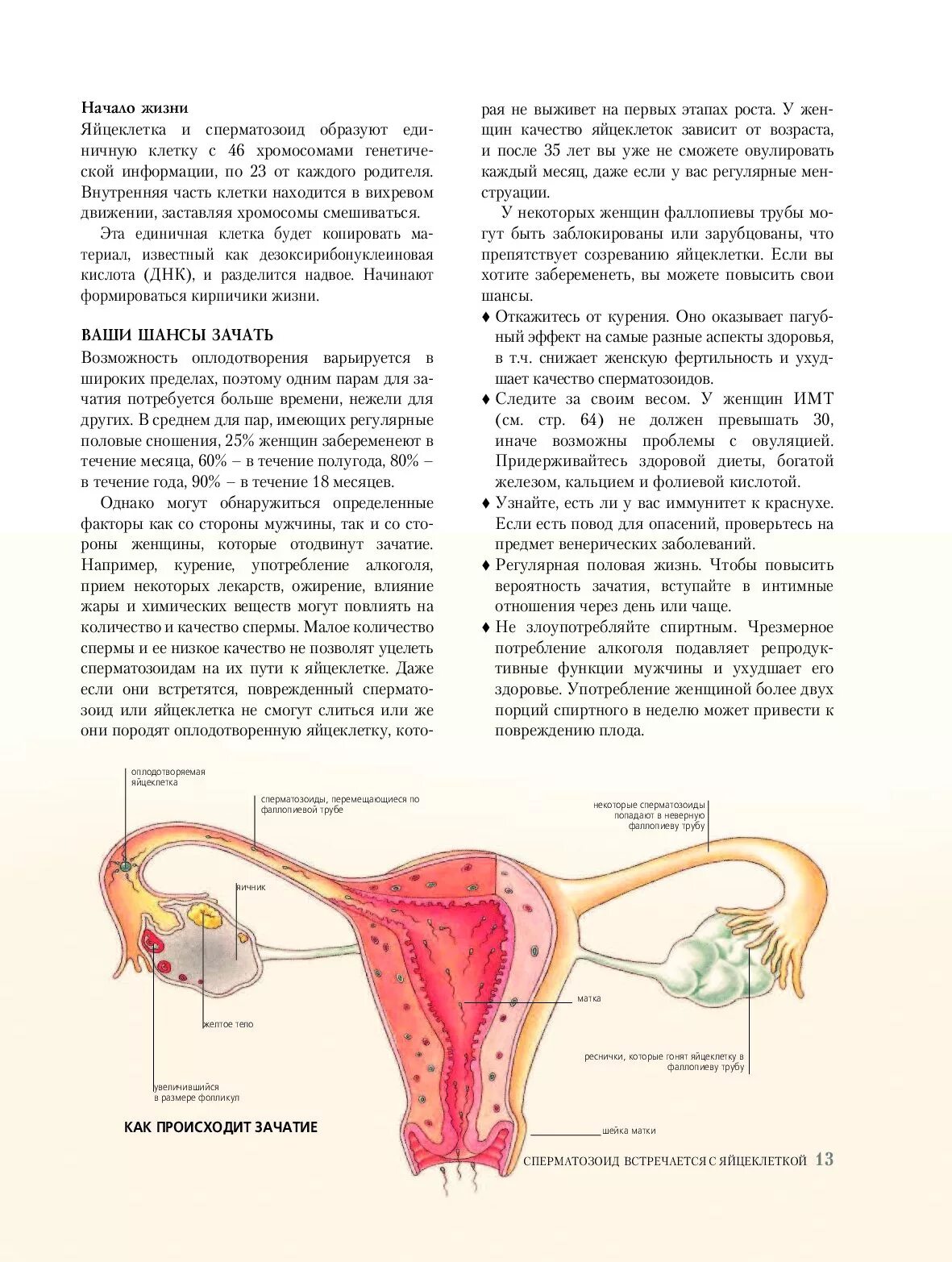 Зачатие. Процесс оплодотворения яйцеклетки по дням. Как происходиь зачатье.