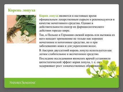 Лечебные свойства лопуха листьев для суставов