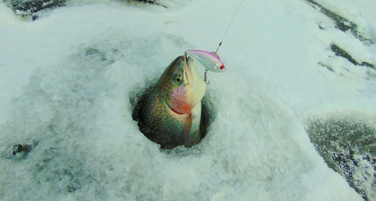 Приманка для форели на платниках зимой. Зимний удильник на форель. Оснастка поставушки на форель. Зимняя рыбалка на кумжу. Форель зимой.