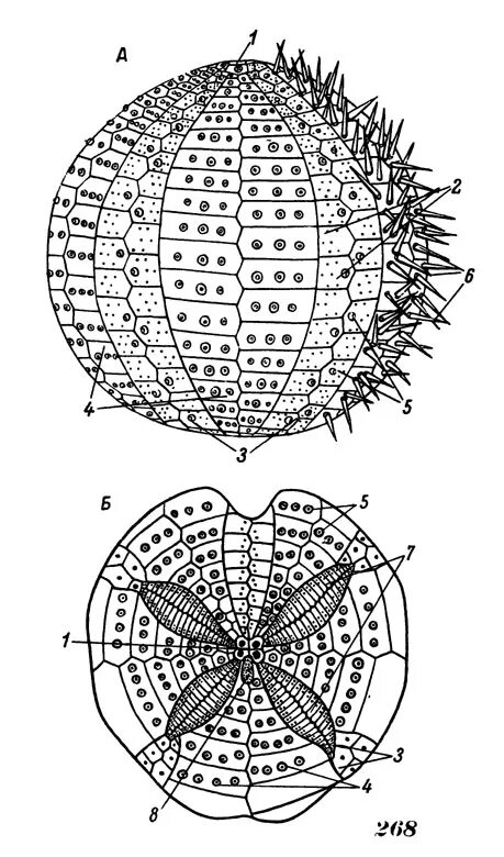 Внутреннее строение ежа. Морской еж строение. Морской еж анатомия. Морские Ежи внешнее строение. Морской еж внешнее строение.